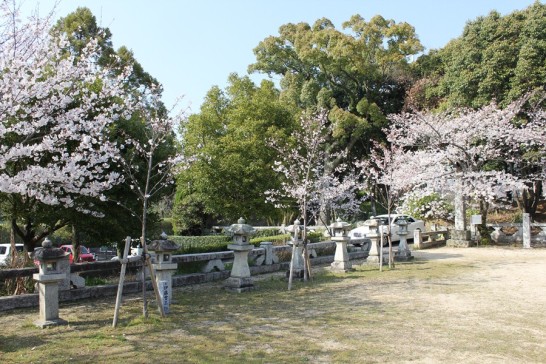 石灯籠の前の3本が矢嶋作郎没後百年を記念し植樹した桜